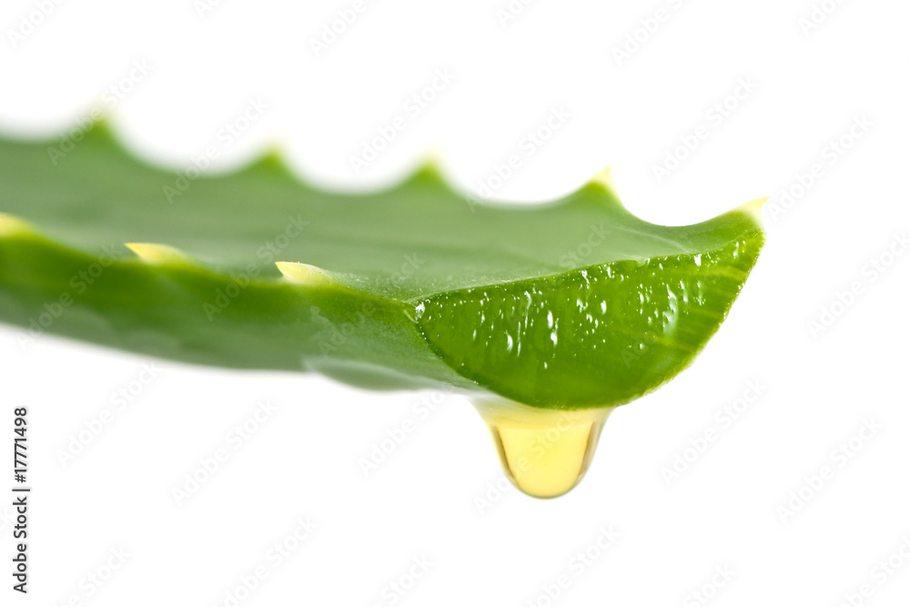 aloe