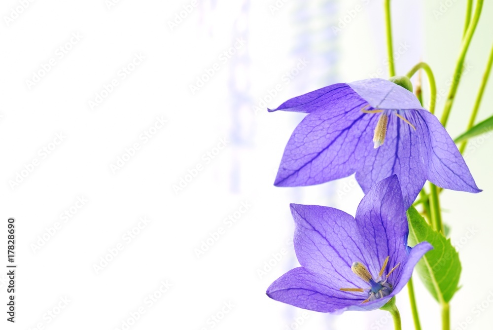 blue campanulas isolated over white