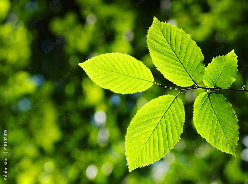 leaves