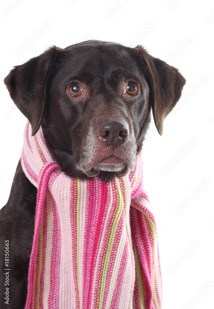 Labrador in a pink scarf