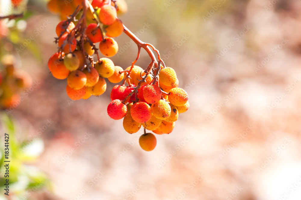 Arbutus unedo