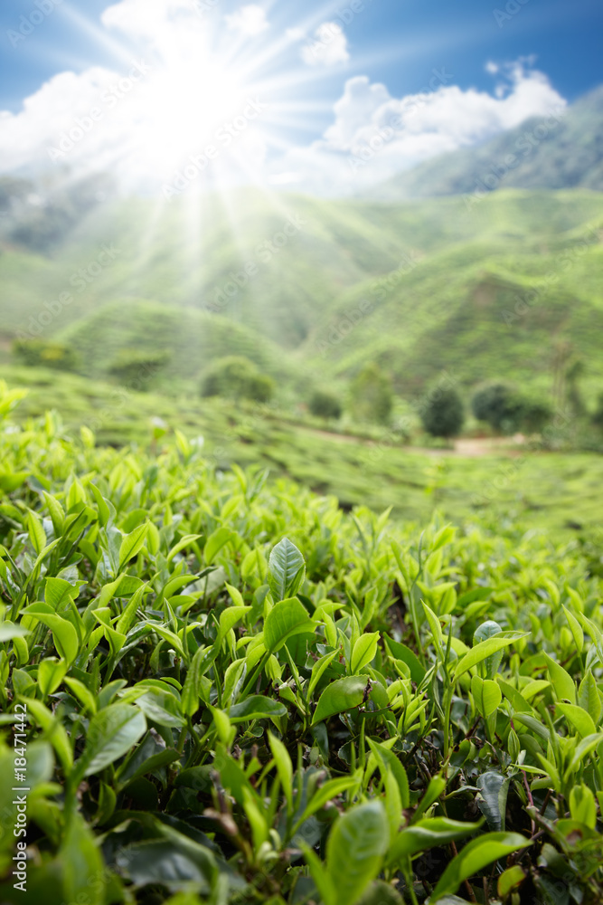 tea farm