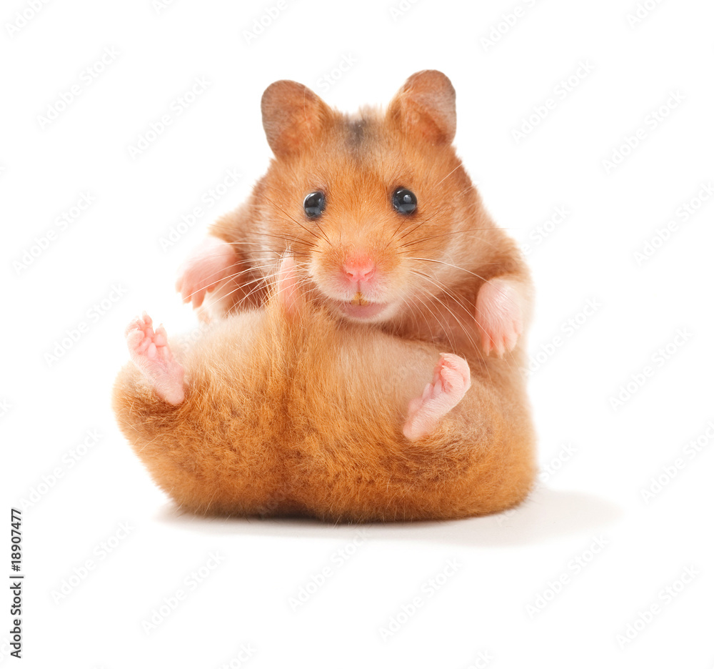 hamster