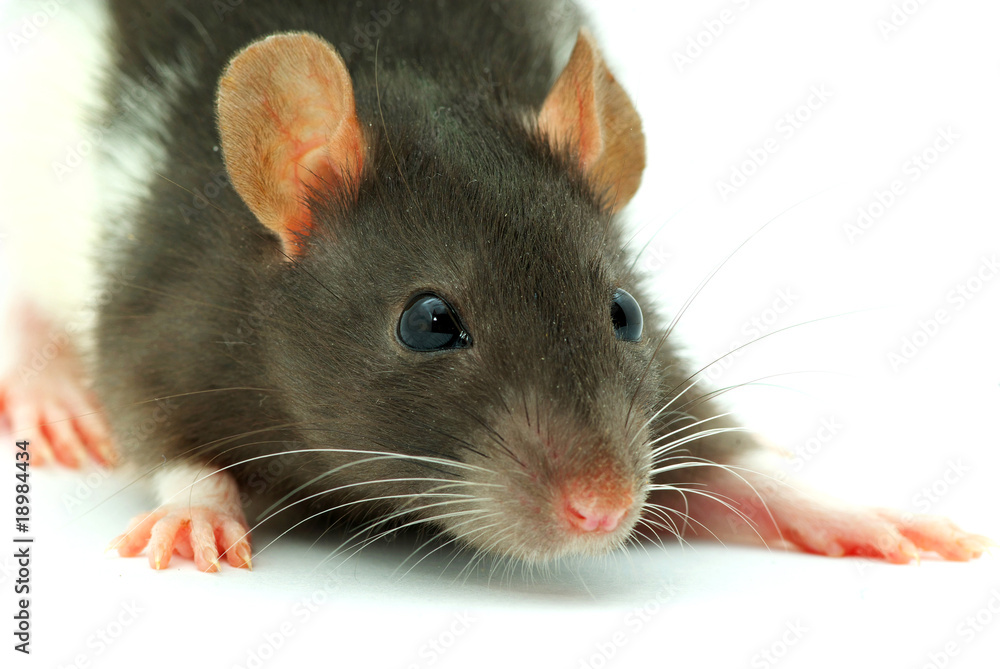 rat