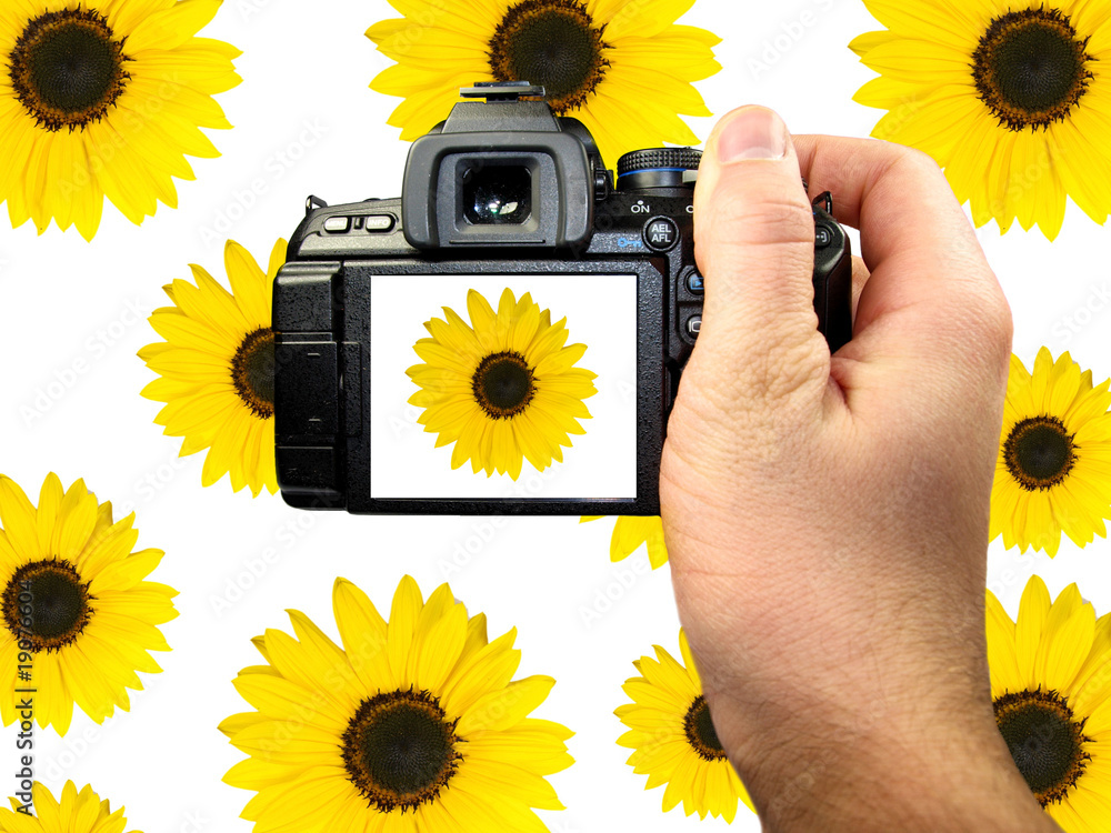 Dslr photographing of sunflowers