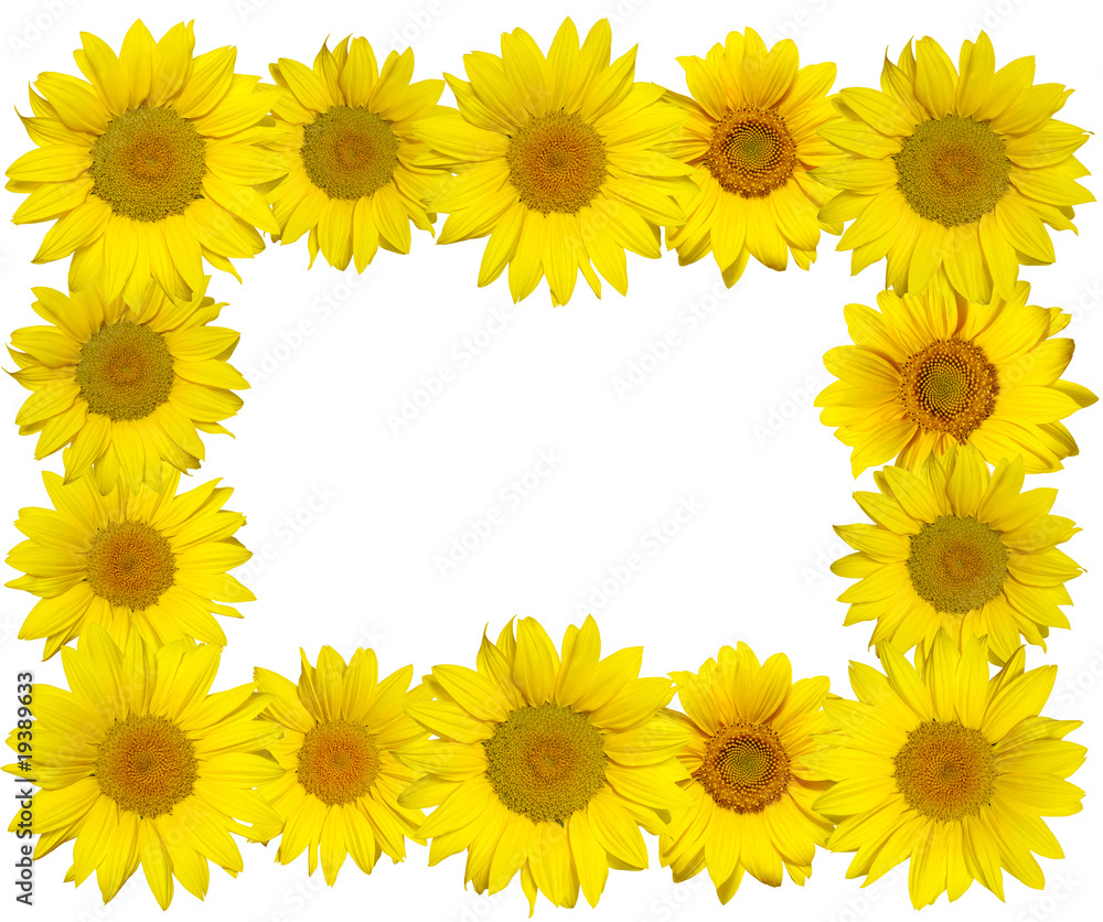 sunflowers isolated