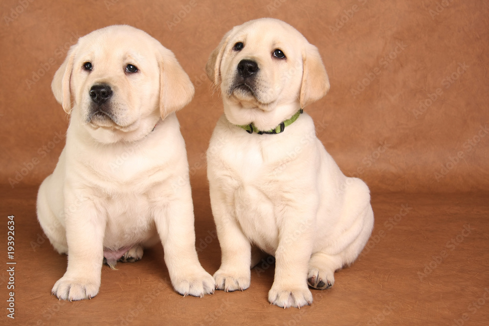 Lab puppies