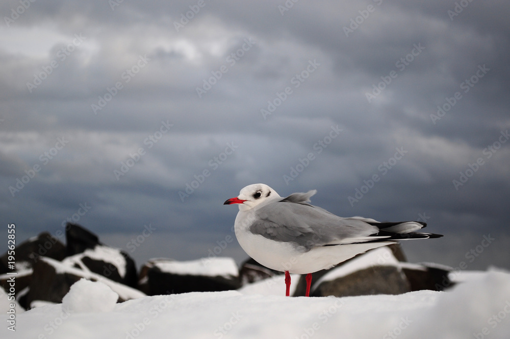 Möwe im Winter