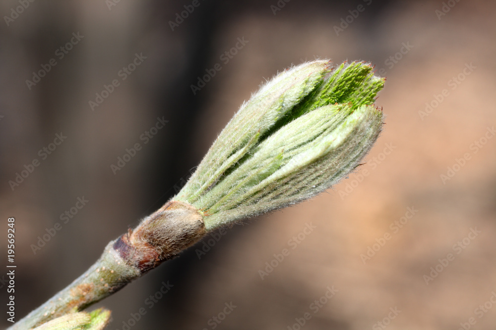 春树上的花蕾