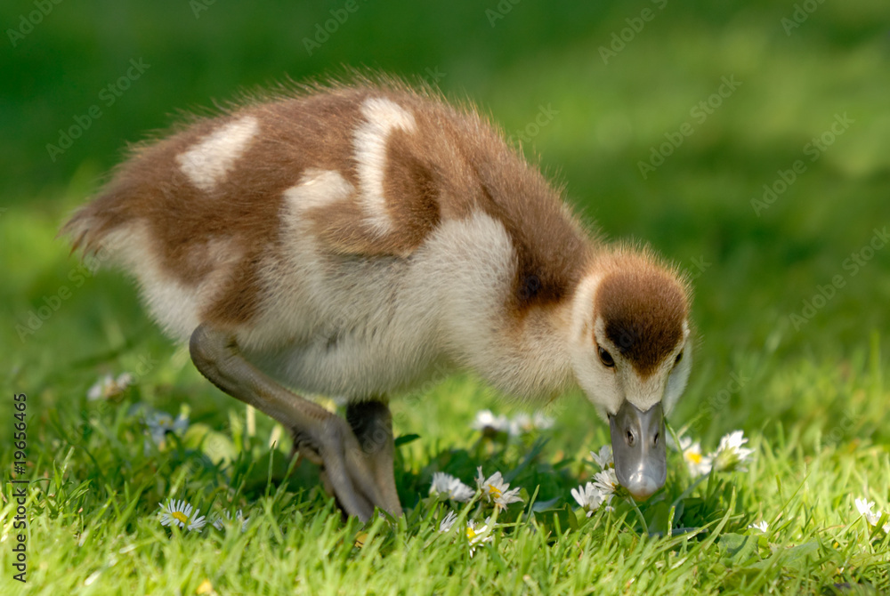 Gänseküken genießt Gänseblümchen