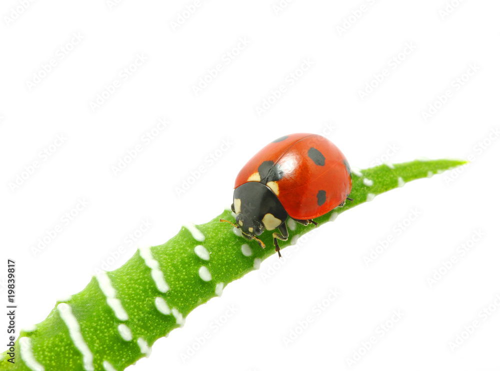 ladybird