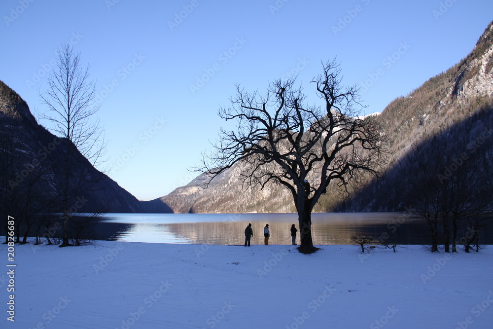 Baum am Ufer der Insel St. Bartholomä am Königssee