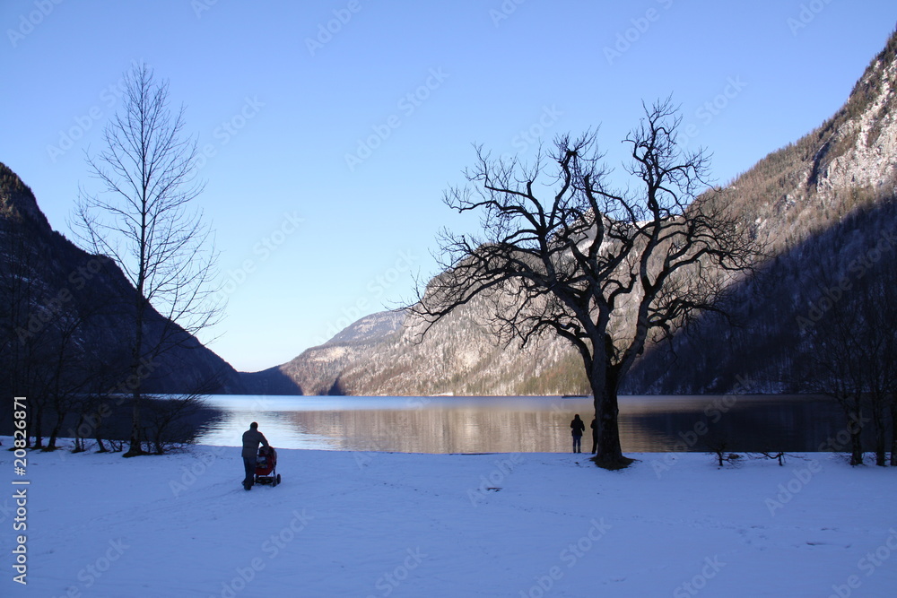 Baum am Ufer der Insel St. Bartholomä am Königssee