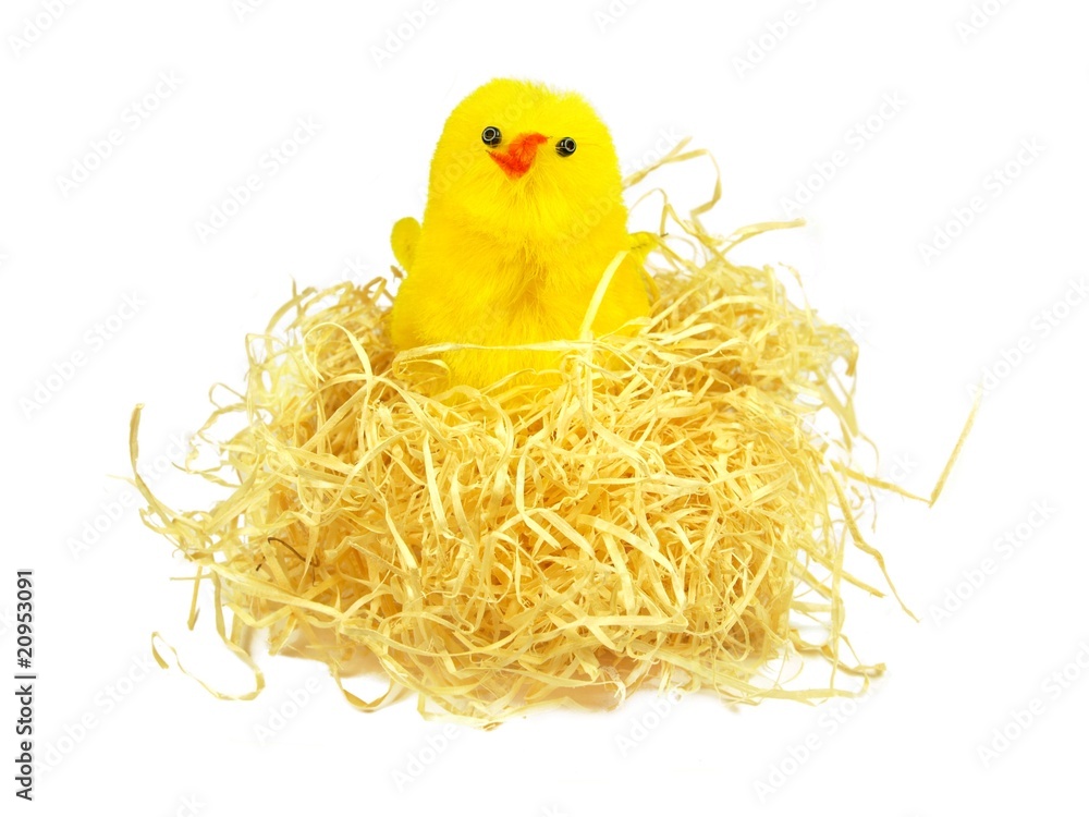 Easter chicken sitting in straw nest