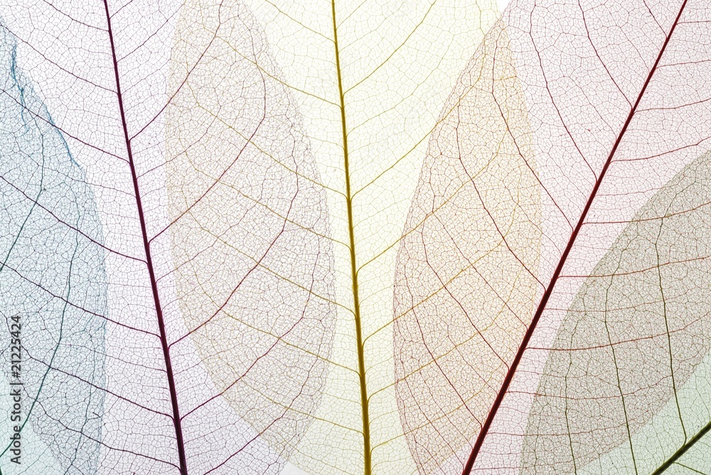 Leaf skeleton