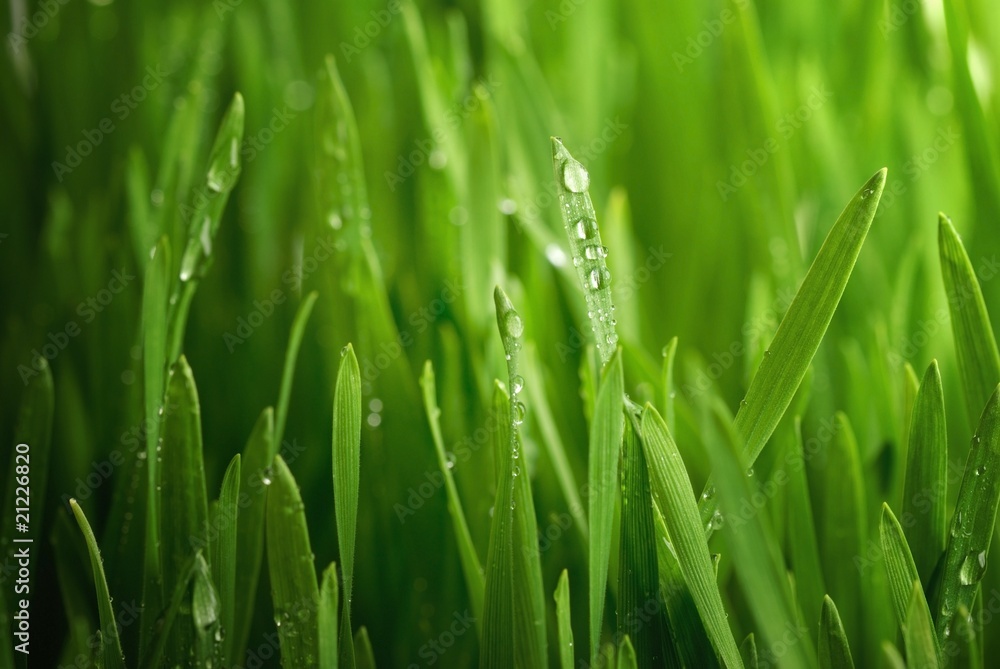 Fresh wheat plant