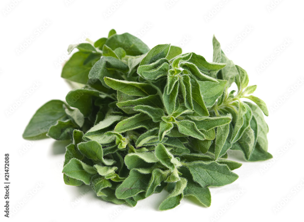 Oregano herb