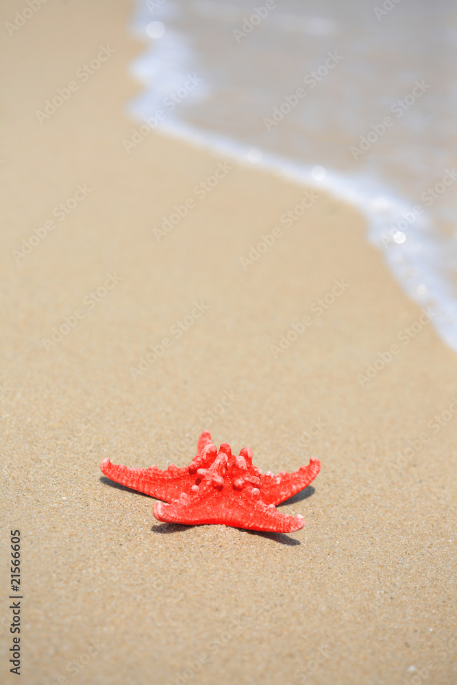 海滩上的近距离红海星