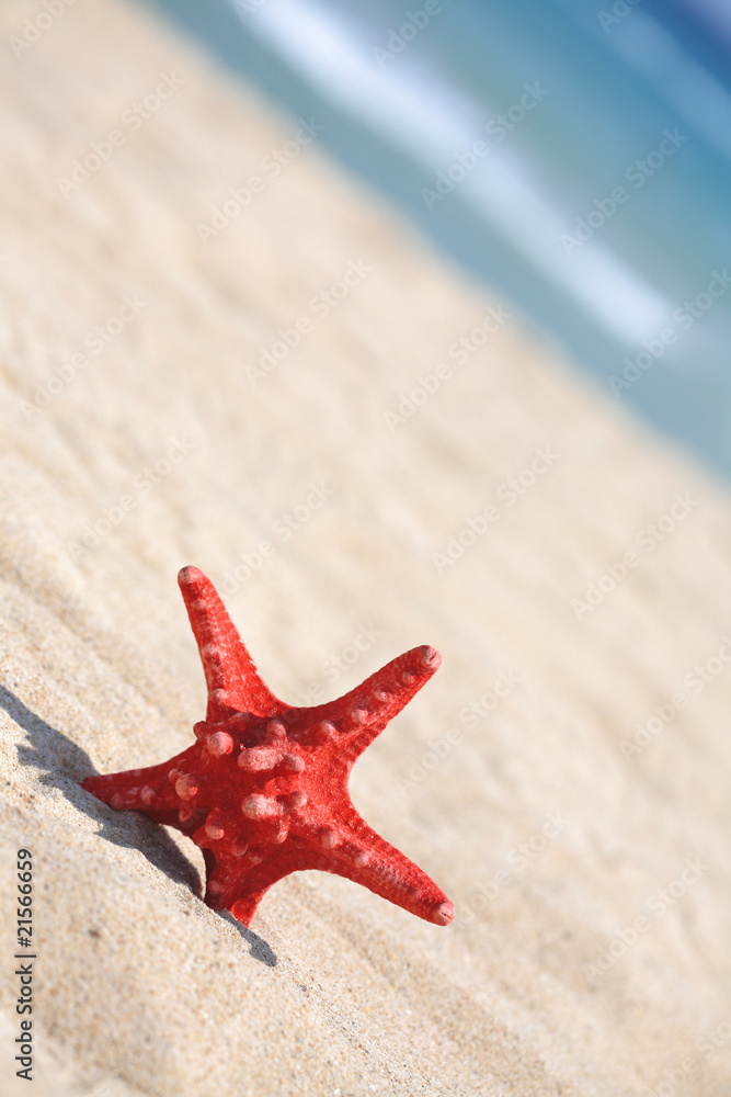 close up red starfish on beach