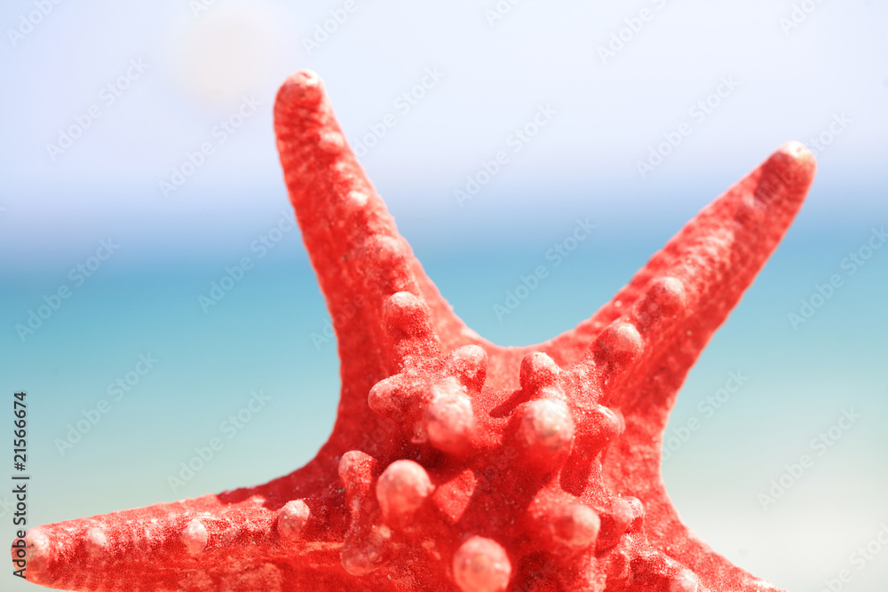 close up red starfish on beach