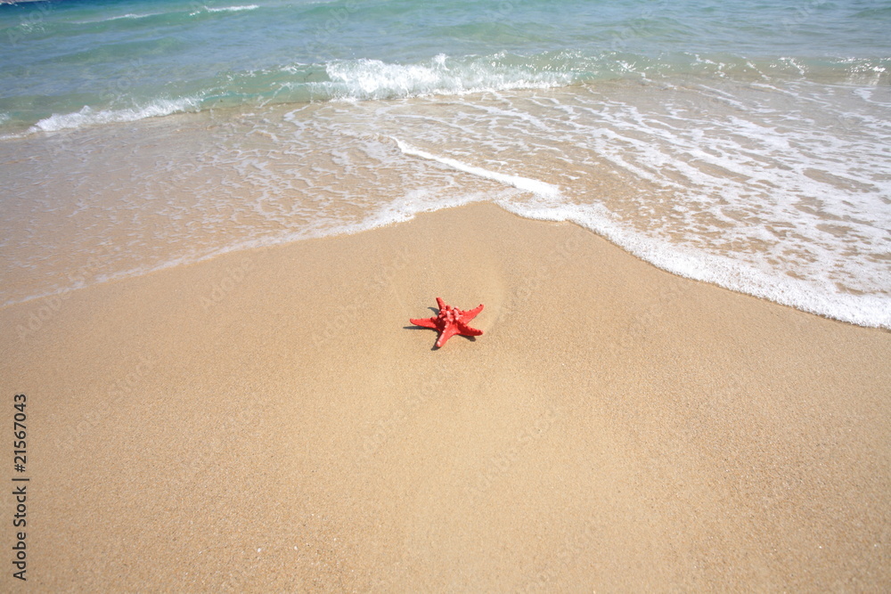 close up red starfish on beach