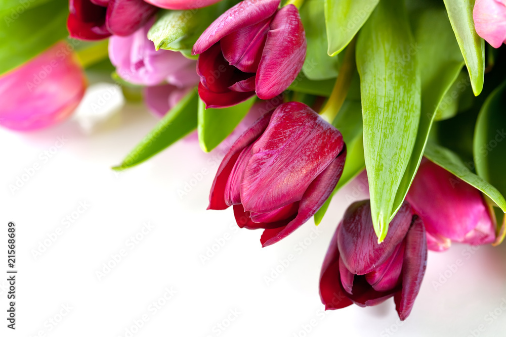 fresh tulips