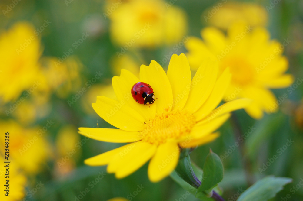 Coccinella