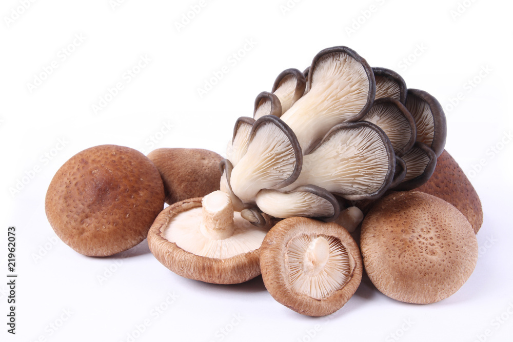 edible fungi mushrooms