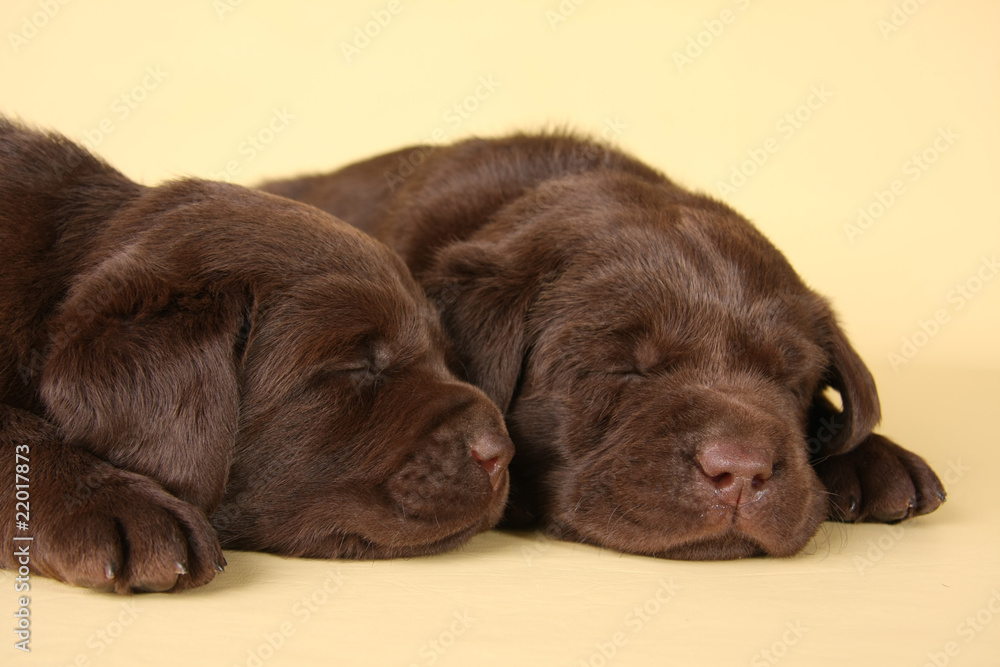 拉布拉多幼犬