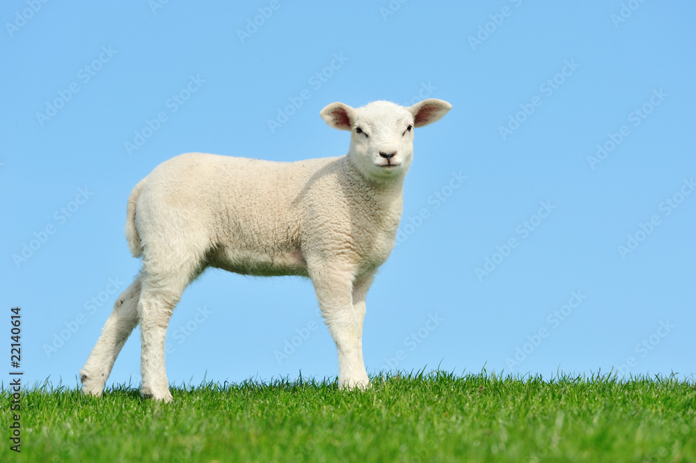 Cute lamb in spring