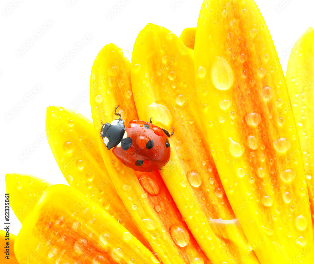 ladybug on flower