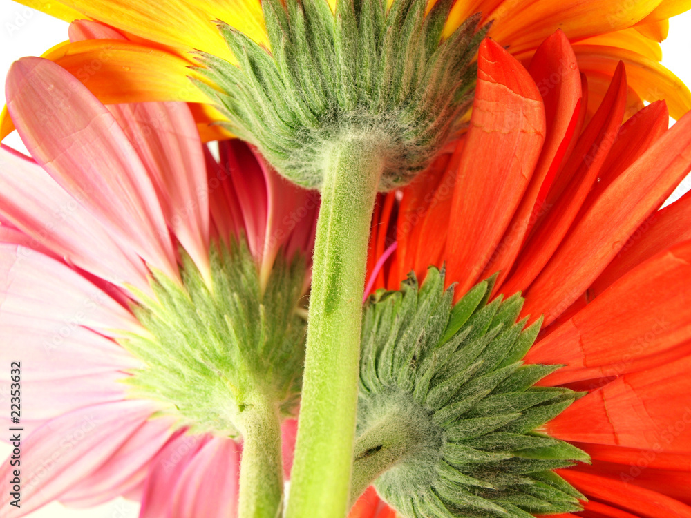 彩色非洲菊花