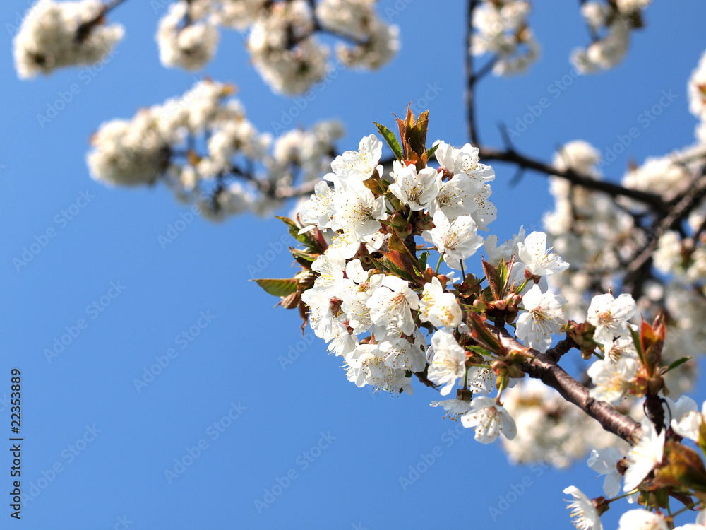 樱花