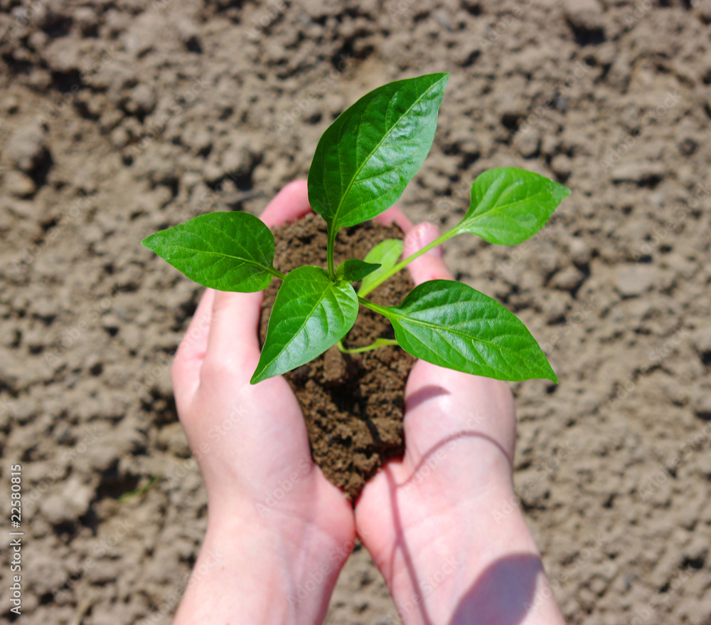 种植绿色植物