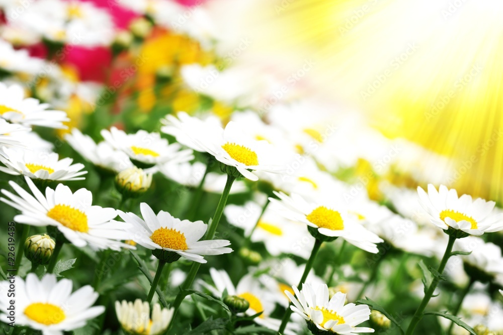 Field of daisies