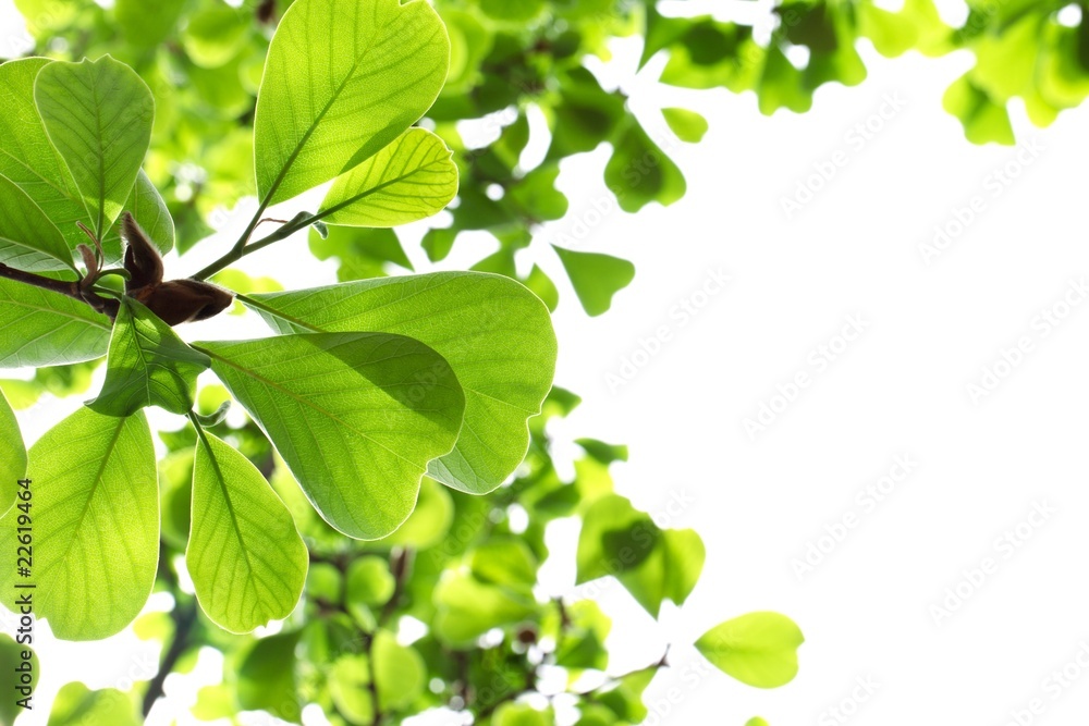 Green leaves