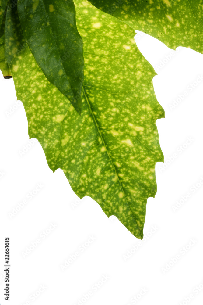 tree leaf isolated on the white  background.