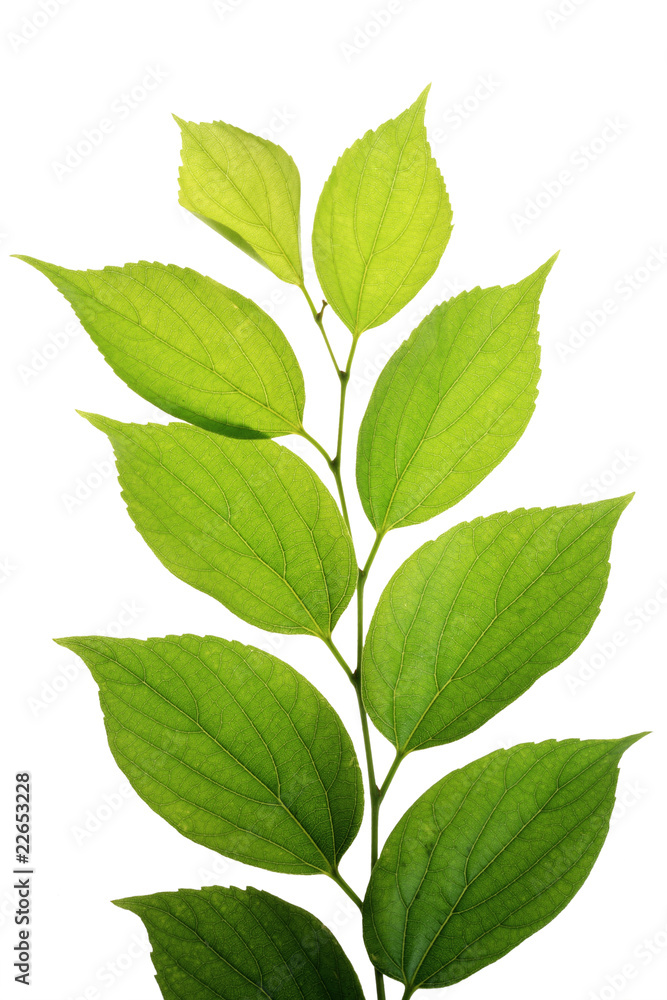 tree leaf isolated on the white  background.