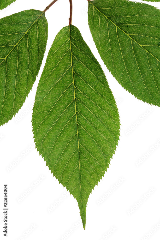 tree leaf isolated on the white  background.