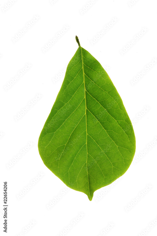 Tree leaf and white background