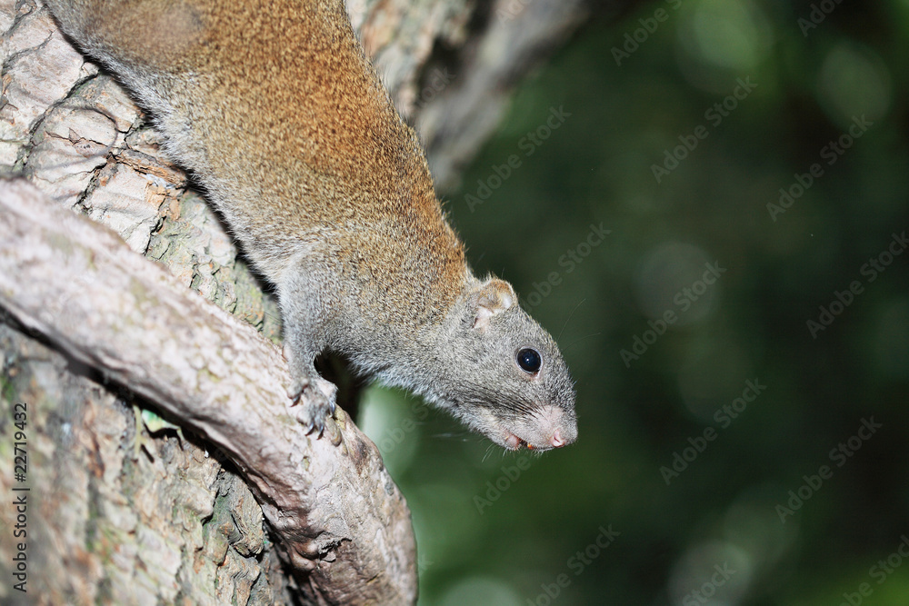 Little cute squirrel on tree branch .