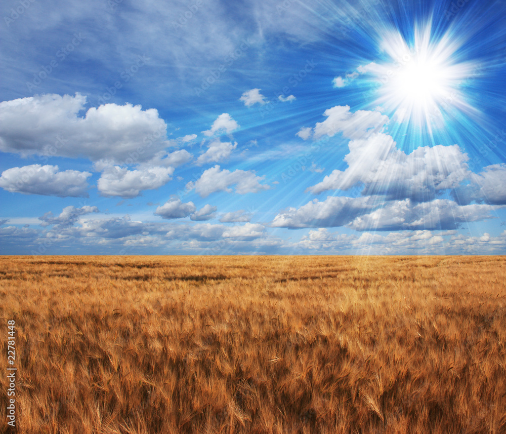 Beautiful sunset over a wheat field in France