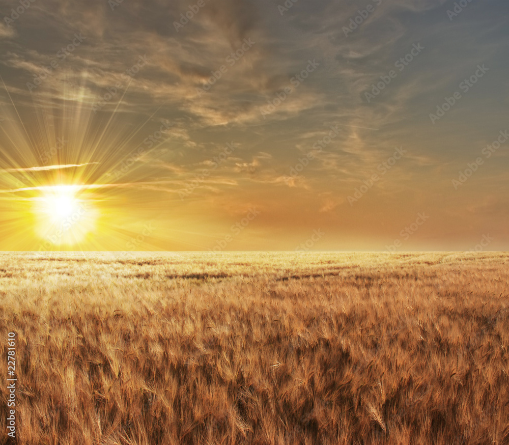 Beautiful sunset over a wheat field in France