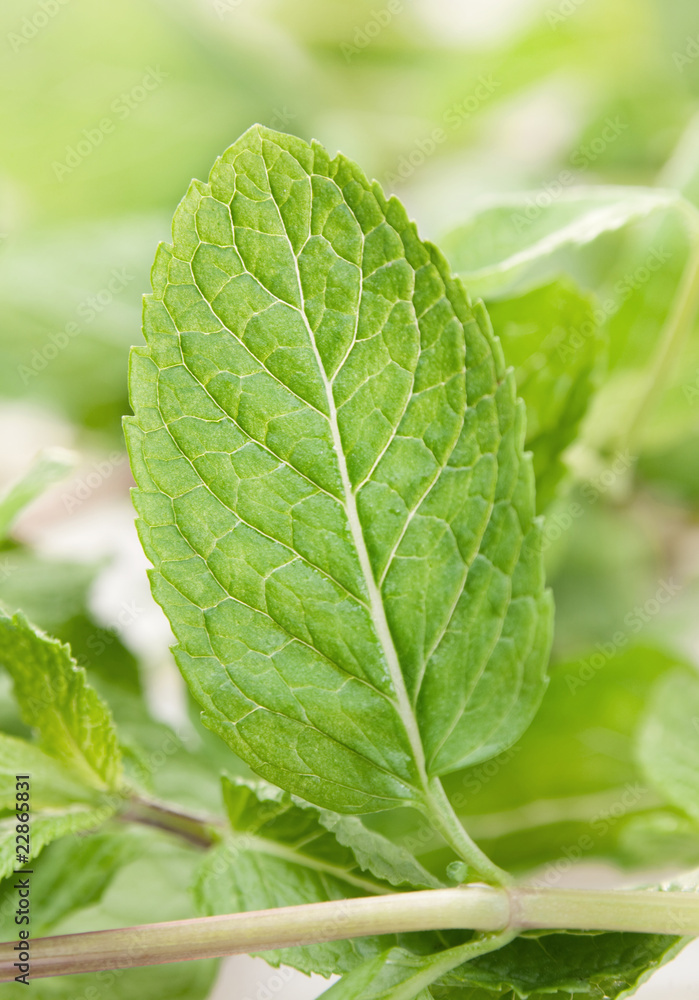 Spearmint herb