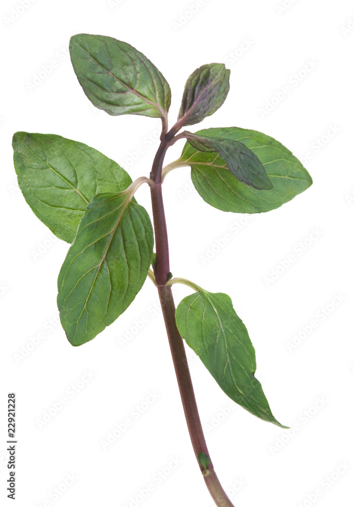 Spearmint herb on white