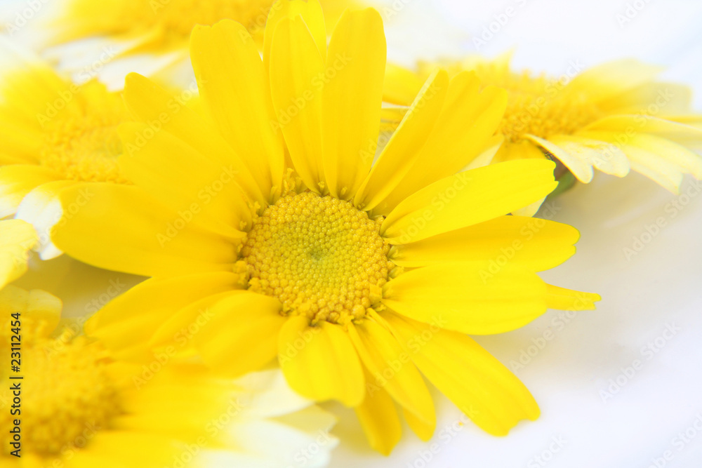 yellow flowers