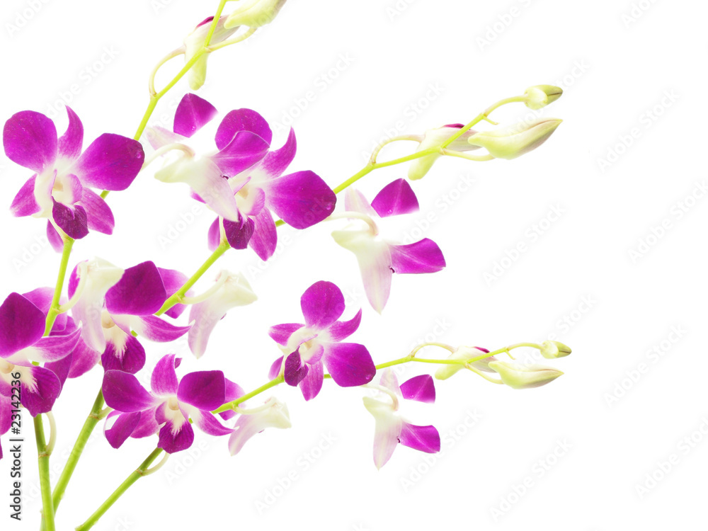 Purple orchid isolated on white background