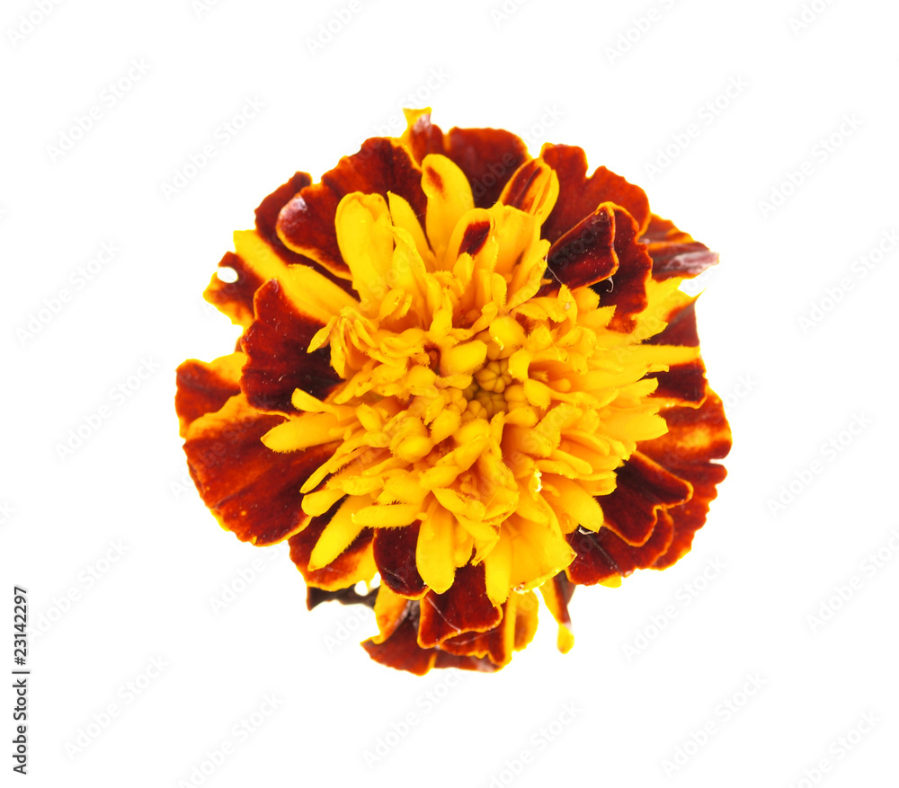 Tagetes patula blossom isolated on white background