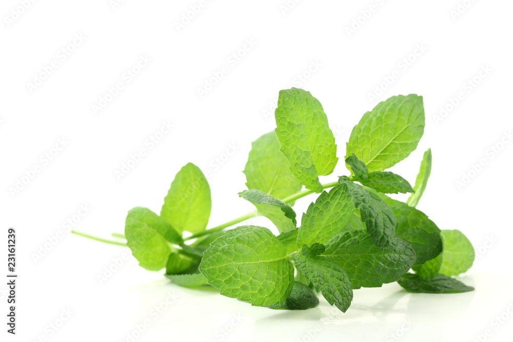 Fresh mint leaves