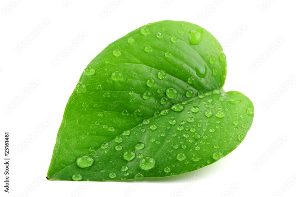 Green leaf with water droplets